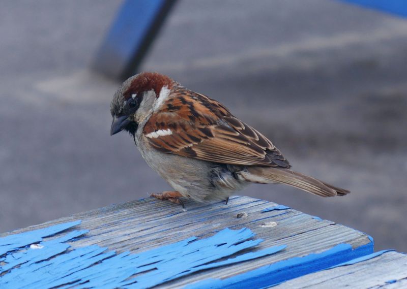 Vrabec domácí (Passer domesticus). - klikněte pro zobrazení detailu