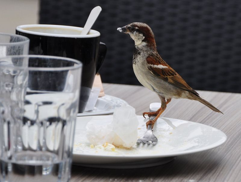 Vrabec domácí (Passer domesticus). - klikněte pro zobrazení detailu