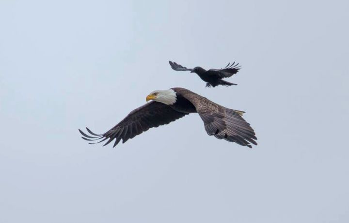 Společný let orla a vrány - klikněte pro zobrazení detailu