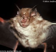 Vrápenec velký - Rhinolophus ferrumequinum: Rozlišujeme asi sedmdesát druhů vrápenců.…
