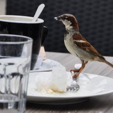 Vrabec domácí (Passer domesticus).
