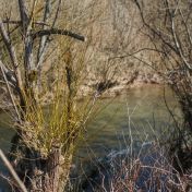 O vrbě bílé a košíkářské – nejen o pomlázce