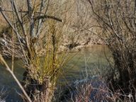 O vrbě bílé a košíkářské – nejen o pomlázce: Pletení pomlázky je jedním z nejstarších dochovaných…