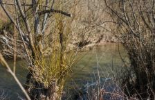 O vrbě bílé a košíkářské – nejen o pomlázce