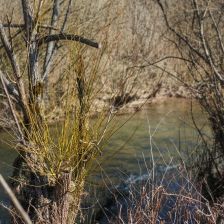 O vrbě bílé a košíkářské – nejen o pomlázce