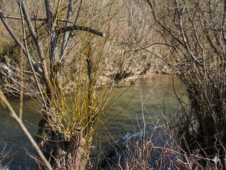 O vrbě bílé a košíkářské – nejen o pomlázce