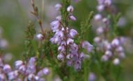 Vřes obecný – přísada do piva, koště, okrasa a lék v jednom: Vřes obecný nebo taky břes, břasa, erika, řes,…