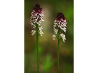 Jaro objevů v Podyjí - orchideje na nových místech, desítky čolků a návrat potápky: Jako o říši zázraků mluví o Podyjí letos na…