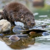 Vydra říční - mihající se stín v zimní řece