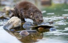 Vydra říční - mihající se stín v zimní řece