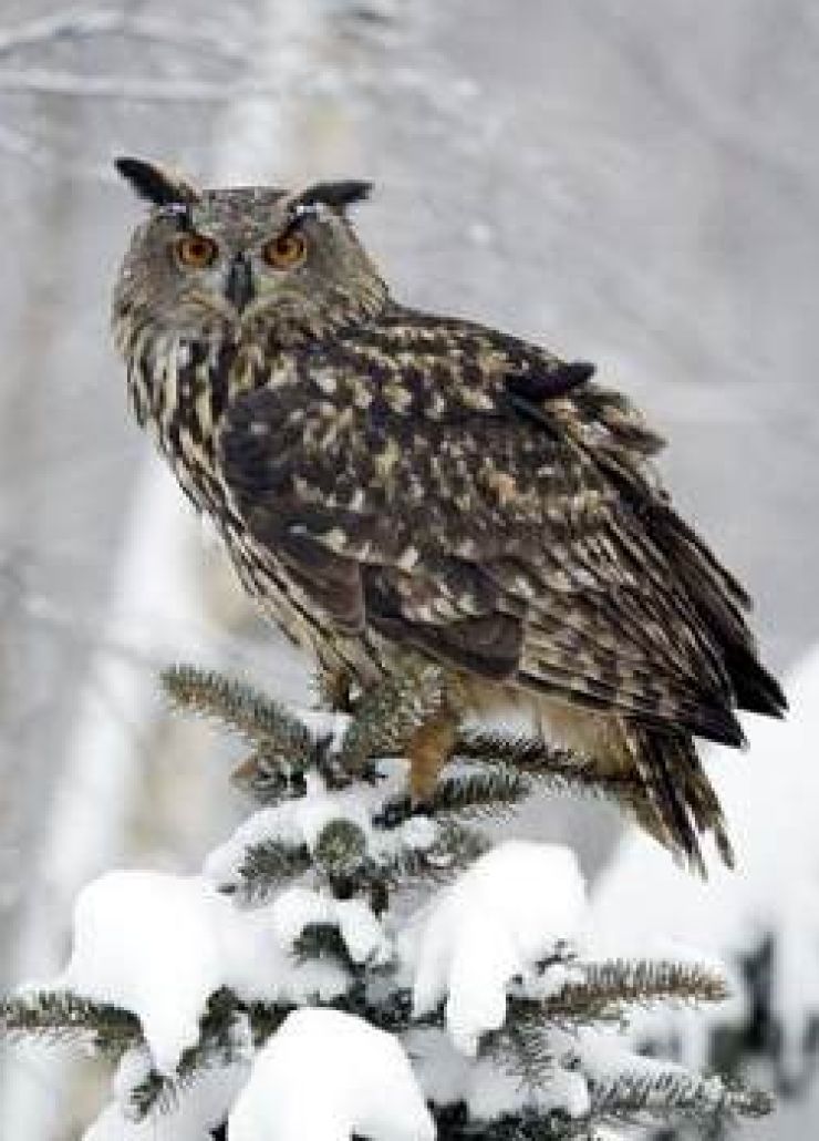 zobrazit detail snímku: Výr velký