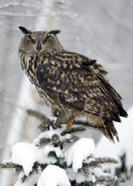 Výr velký - Bubo bubo: Výr velký, z angličtiny 'orlí sova',  je…