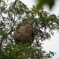 Hnízdo sršně asijské na Plzeňsku