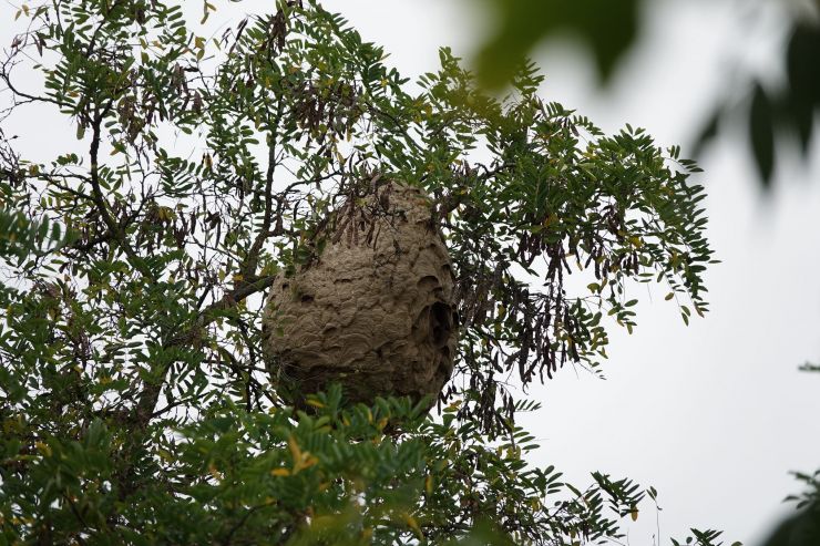zobrazit detail snímku: Hnízdo sršně asijské na Plzeňsku