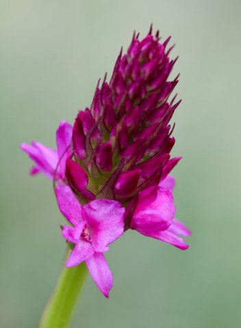 Hybrid orchidejí - klikněte pro zobrazení detailu