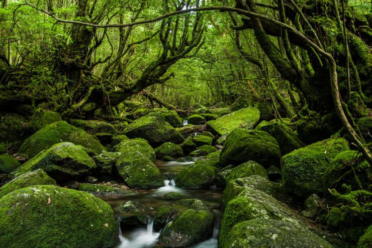 zobrazit detail snímku: Yakushima 2