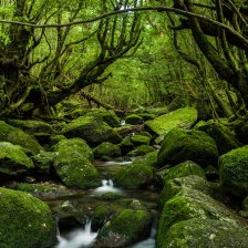 Yakushima 2