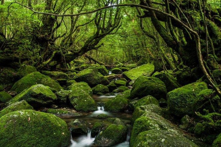 zobrazit detail snímku: Yakushima 2