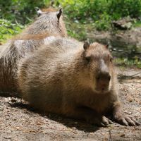 ZOO Děčín - kapybary - klikněte pro zobrazení detailu