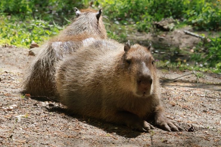 zobrazit detail snímku: ZOO Děčín - kapybary