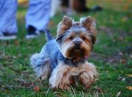 Plemena psů Plemena psů