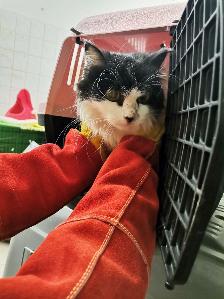 zobrazit detail snímku: Zachráněná kočka z Ukrajiny.