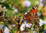 Podzim, ideální čas na proměnu Vaši zahrady bez života: Na podzim ustává vegetační období rostlin,…