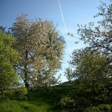 Zahrada