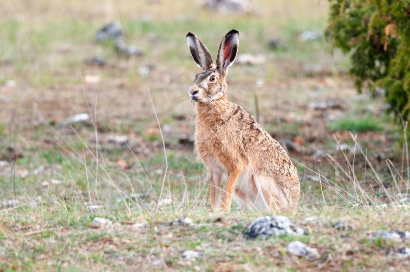 Zajíc polní - klikněte pro zobrazení detailu
