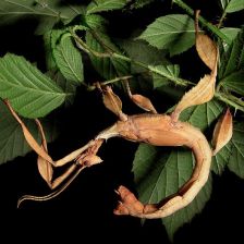 Nymfa samce Extatosoma tiaratum v typickém štířím postoji.
