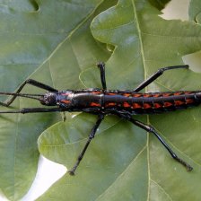 Dospělá samice Anisomorpha paromalus