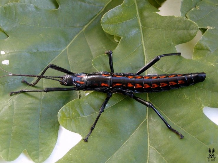 zobrazit detail snímku: Dospělá samice Anisomorpha paromalus