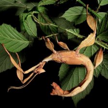 Nymfa samce Extatosoma tiaratum v typickém štířím postoji.