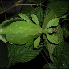 Dospělá samice Phyllium sp.