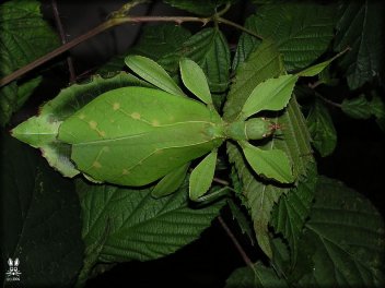 Dospělá samice Phyllium sp. - klikněte pro zobrazení detailu