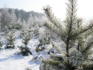 Vánočního stromku z lesa se nevzdávejte: Vánoce se blíží a je na čase koupit vánoční...