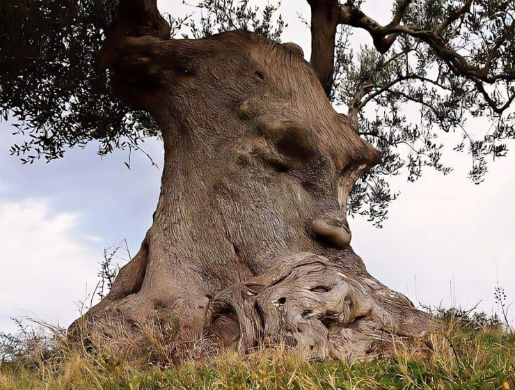 zobrazit detail snímku: „Zamyšlený olivovník“