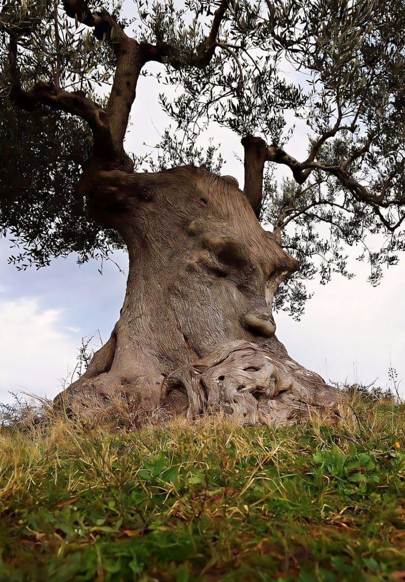 „Zamyšlený olivovník“ - klikněte pro zobrazení detailu