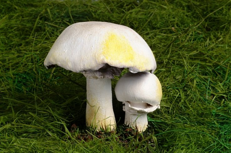 zobrazit detail snímku: Pečárka ovčí
