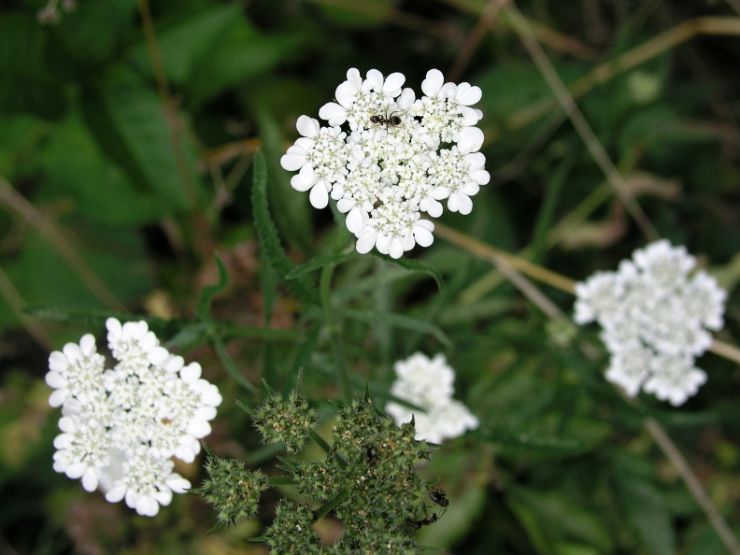 zobrazit detail snímku: Zapalička největší