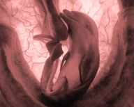 Zárodky zvířat Zárodky zvířat