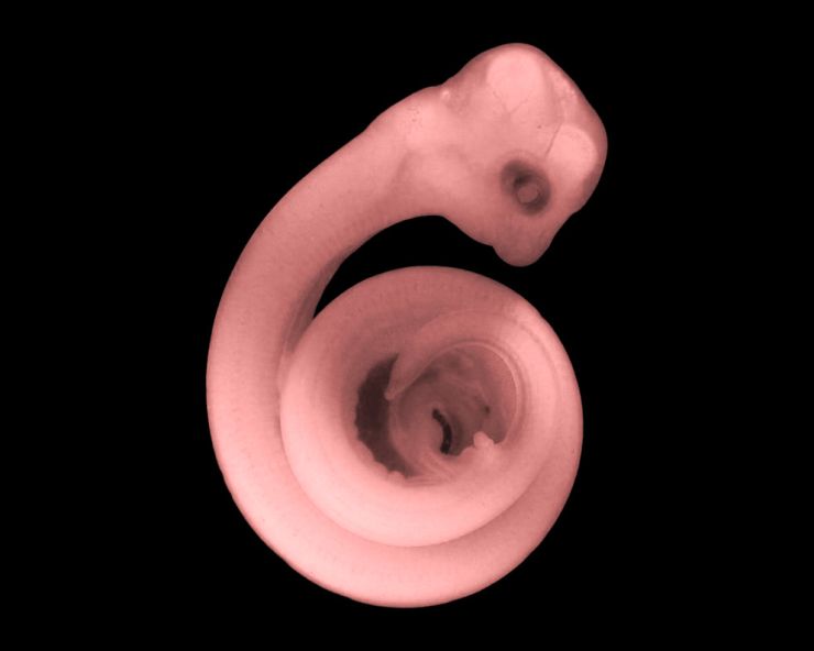 zobrazit detail snímku: Zárodek hada