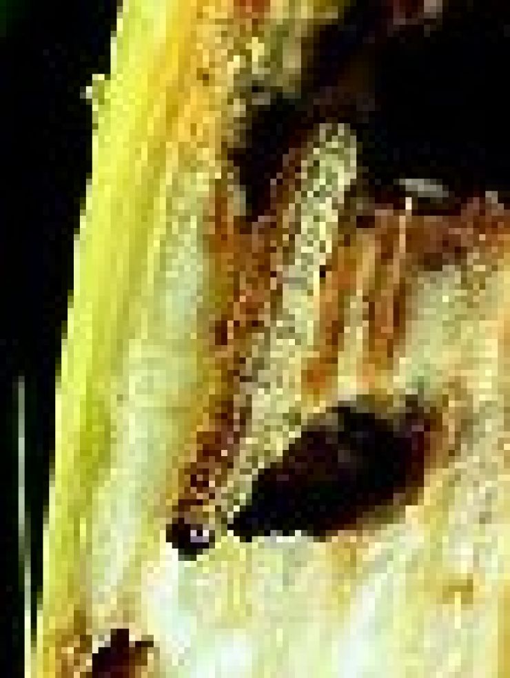 zobrazit detail snímku: Housenka zavíječe kukuřičného