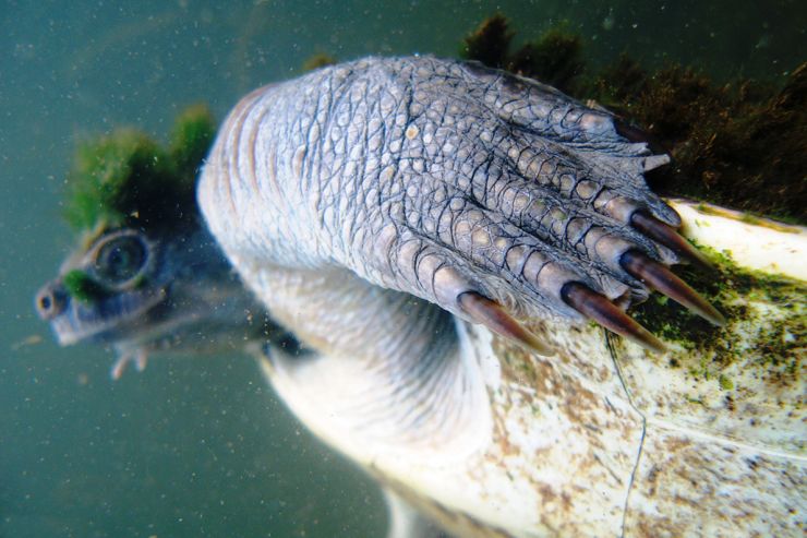 zobrazit detail snímku: Krátkokrčka dlouhoocasá (Elusor macrurus).