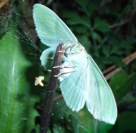 Zelenopláštník březový - Geometra papilionaria: Tohoto zajímavého motýla z čeledi…