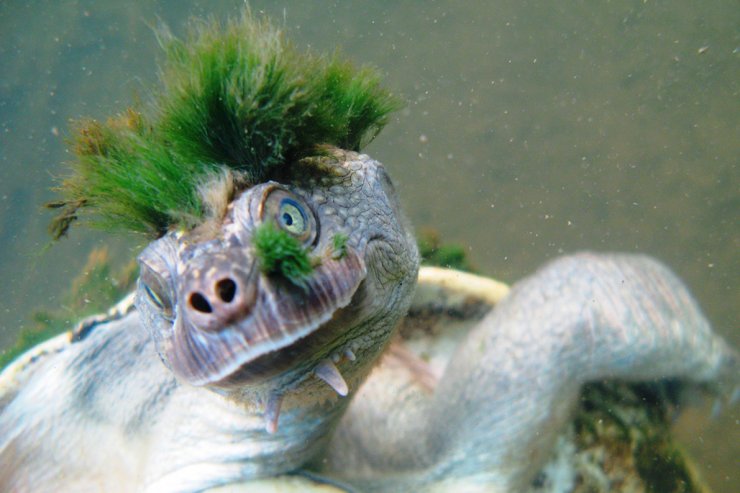 zobrazit detail snímku: Krátkokrčka dlouhoocasá (Elusor macrurus).
