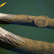 Krátkokrčka dlouhoocasá (Elusor macrurus).