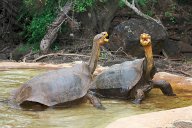 Jak jeden želví samec zachránil svůj druh před vyhynutím: Želví samec jménem Diego během svého dlouhého…