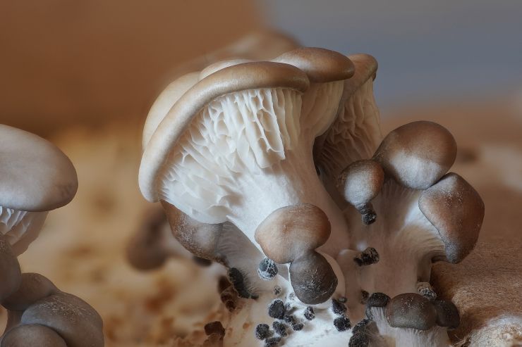 zobrazit detail snímku: Hlíva ústřičná