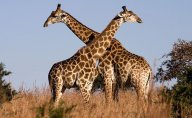 Proč mají žirafy dlouhé krky?: Většina lidí si myslí, že žirafy mají dlouhé...